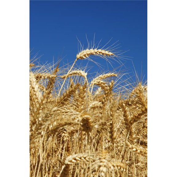 Wheat Field In Willamette Valley - Oregon - USA Poster Print - 12 x 19