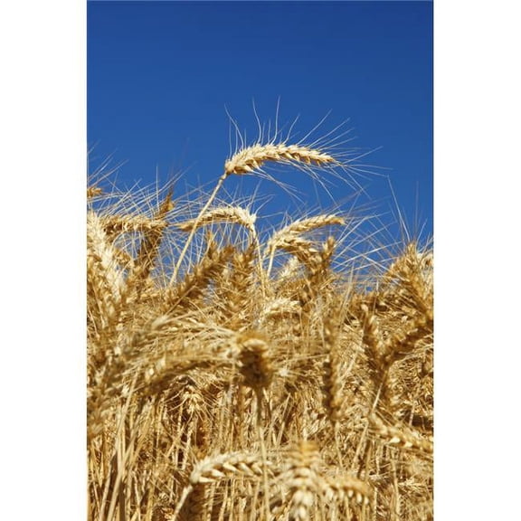 Wheat Field In Willamette Valley - Oregon - USA Poster Print