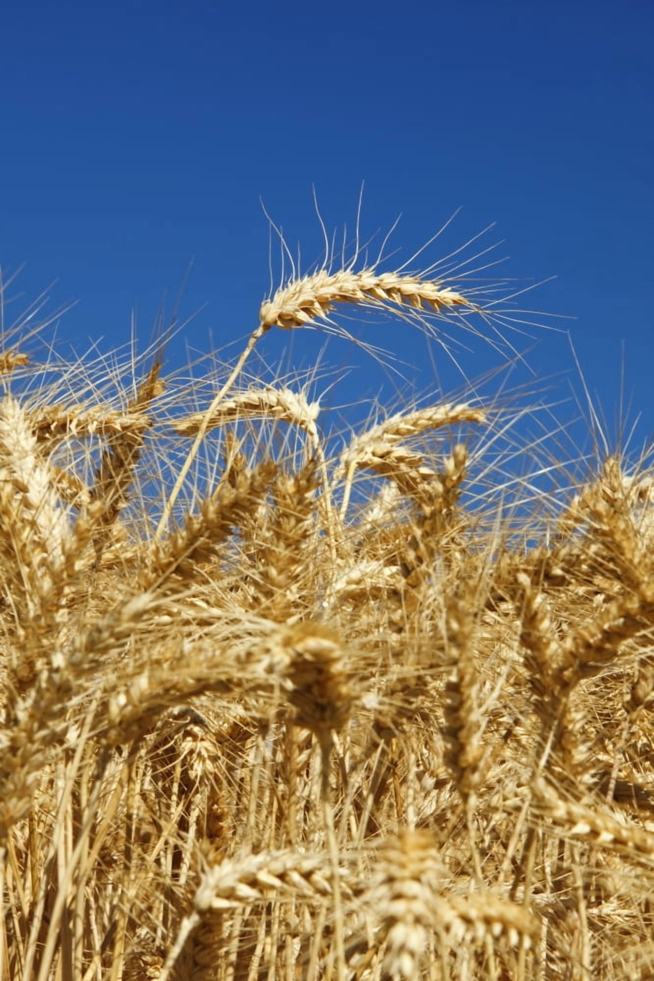 Wheat Field In Willamette Valley Oregon Usa Canvas Art - Craig Tuttle Design Pics (24 x 38)