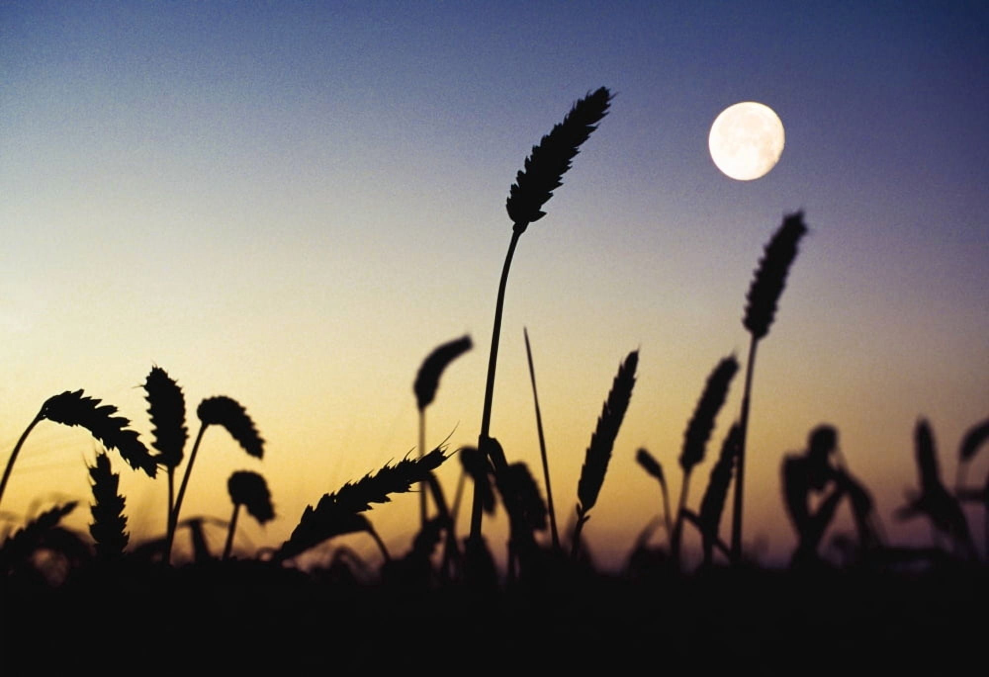 Wheat Field Ireland Wheat Field And Full Moon Canvas Art - The Irish Image Collection Design Pics (18 x 12)