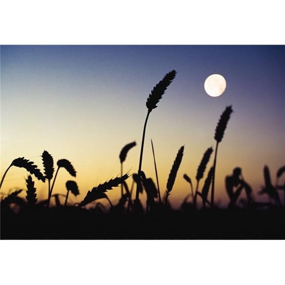 Wheat Field Ireland - Wheat Field & Full Moon Poster Print by The Irish Image Collection, 36 x 24 - Large