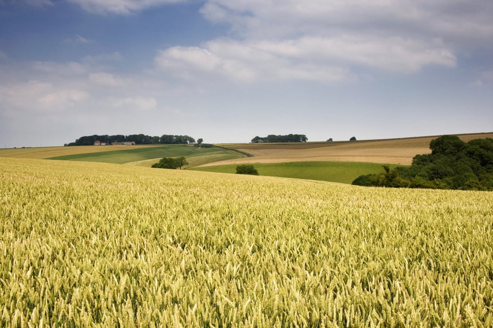 Wheat Field North Yorkshire England Canvas Art - John Short Design Pics (17 x 11)