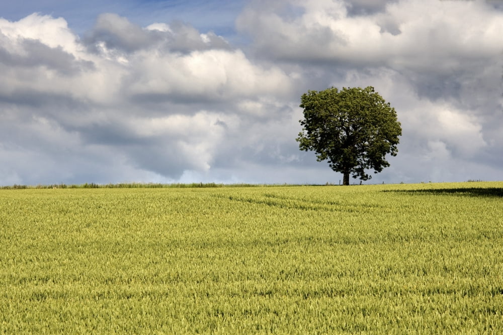 Wheat Field North Yorkshire England Canvas Art - John Short Design Pics (34 x 22)