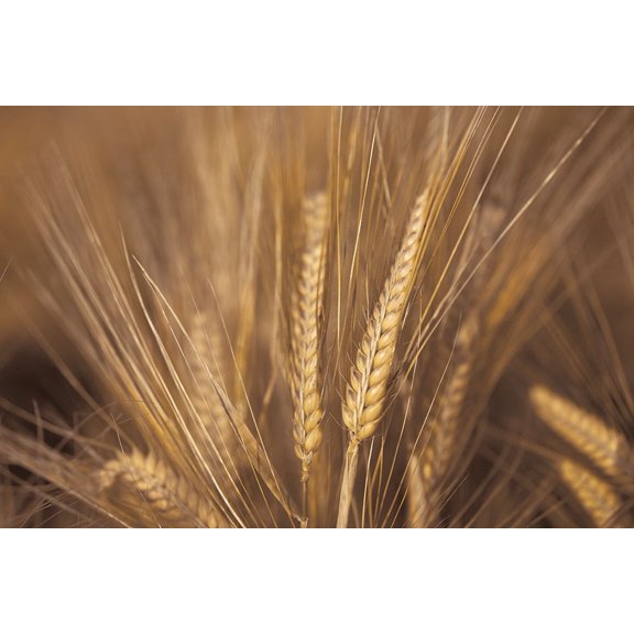 Wheat Field Poster Print by Assaf Frank (12 x 18)