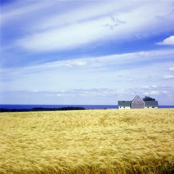 Wheat Field Poster Print by David Chapman - 15 x 15