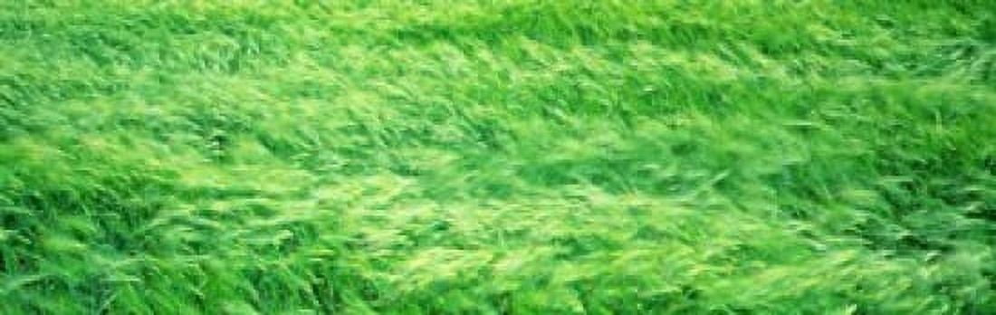 Wheat Field Prince Edward Island Canada Canvas Art - Panoramic Images (18 x 6)
