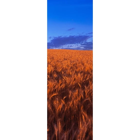 Wheat Field WA Canvas Art - Panoramic Images (18 x 6)