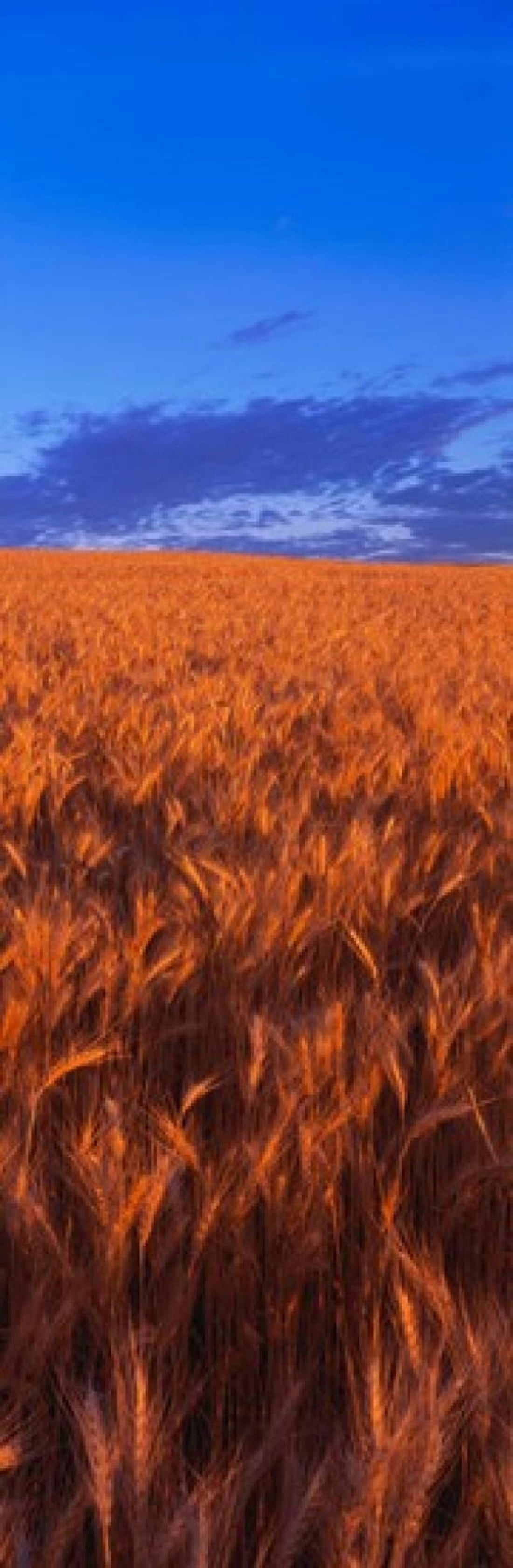 Wheat Field WA Canvas Art - Panoramic Images (36 x 12)