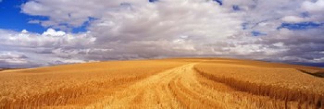 Wheat Field Washington State USA Canvas Art - Panoramic Images (18 x 6)