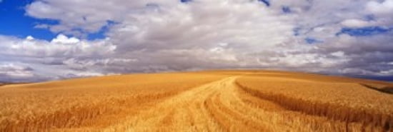 Wheat Field Washington State USA Canvas Art - Panoramic Images (36 x 12)