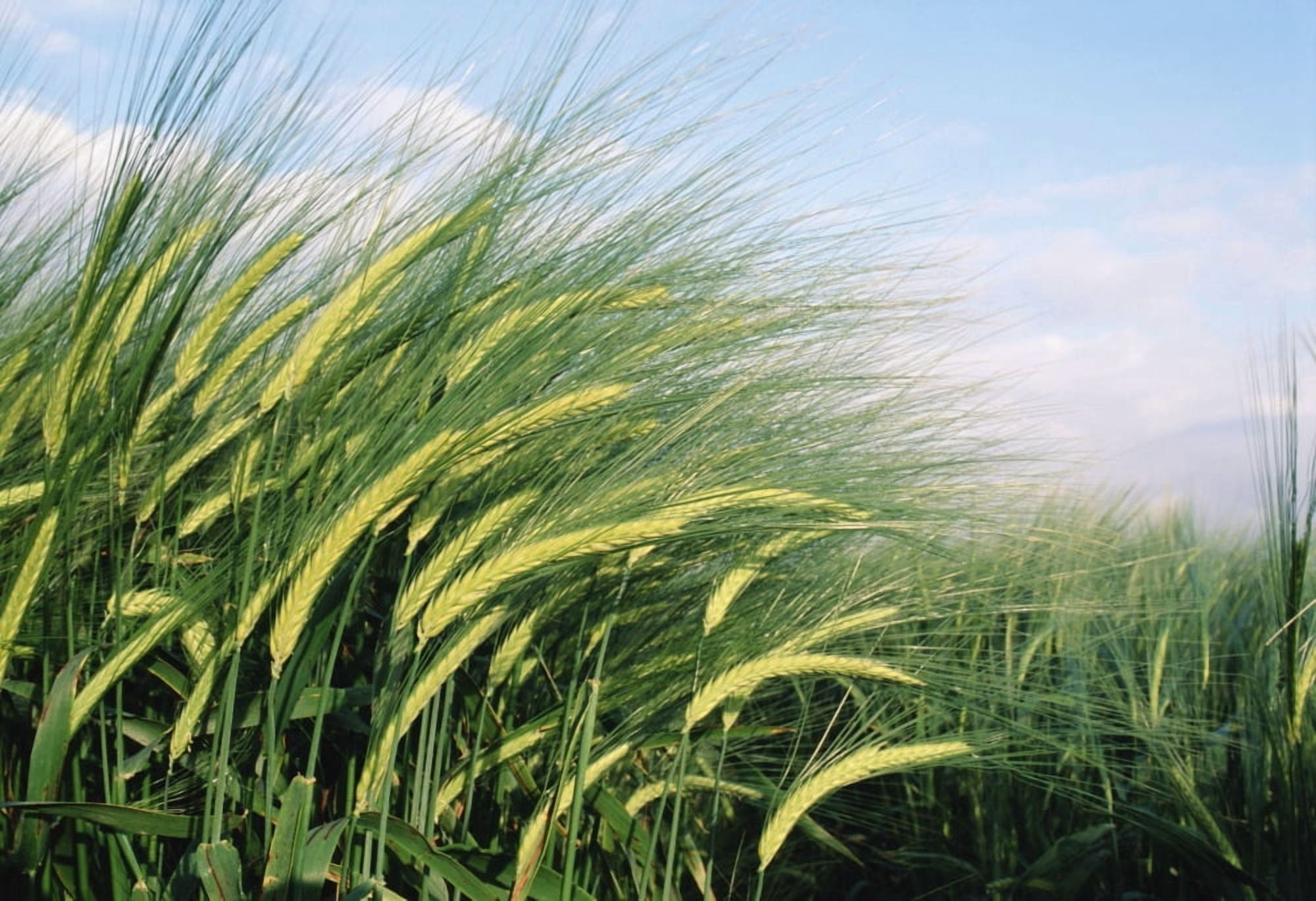 Wheat Fields In England Close-Up Canvas Art - Chris Martin Design Pics (16 x 11)