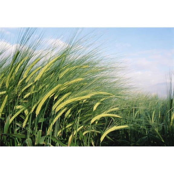 Wheat Fields In England. Close-Up Poster Print - 16 x 11