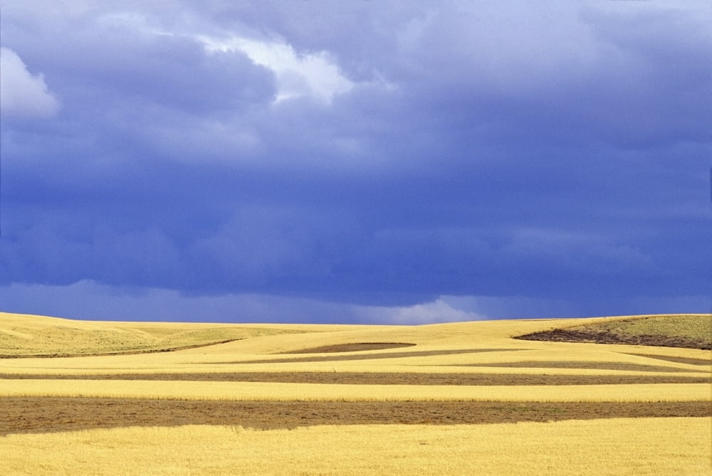 Wheat Fields Near Hermiston Oregon Usa Canvas Art - Dan Sherwood Design Pics (36 x 24)
