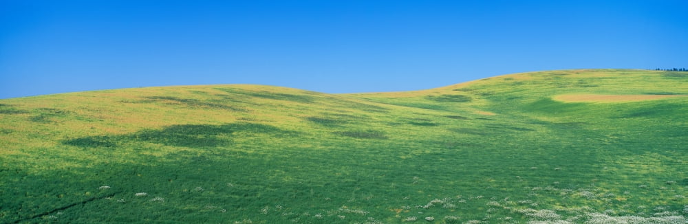 Wheat Fields SE Washington Canvas Art - Panoramic Images (36 x 12)