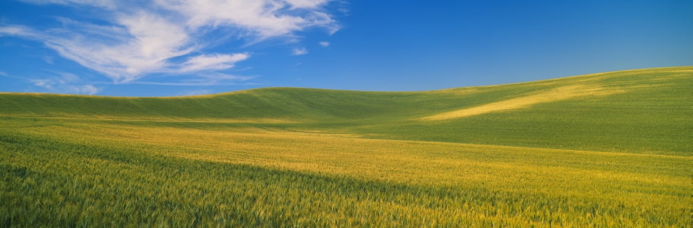 Wheat Fields SE Washington Canvas Art - Panoramic Images (36 x 12)