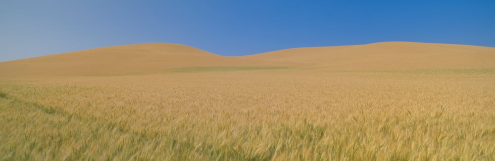 Wheat Fields SE Washington Canvas Art - Panoramic Images (36 x 12)