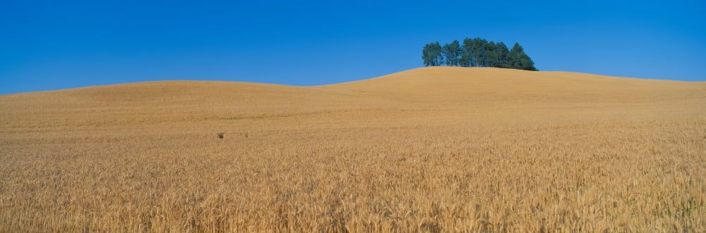 Wheat Fields SE Washington Canvas Art - Panoramic Images (36 x 12)
