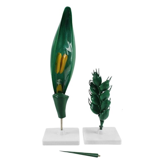 Wheat Flower Teaching Model With Detachable Floret Display Base for Plant Instruction, Engineering Plastic Biology Classroom Demonstration Aid