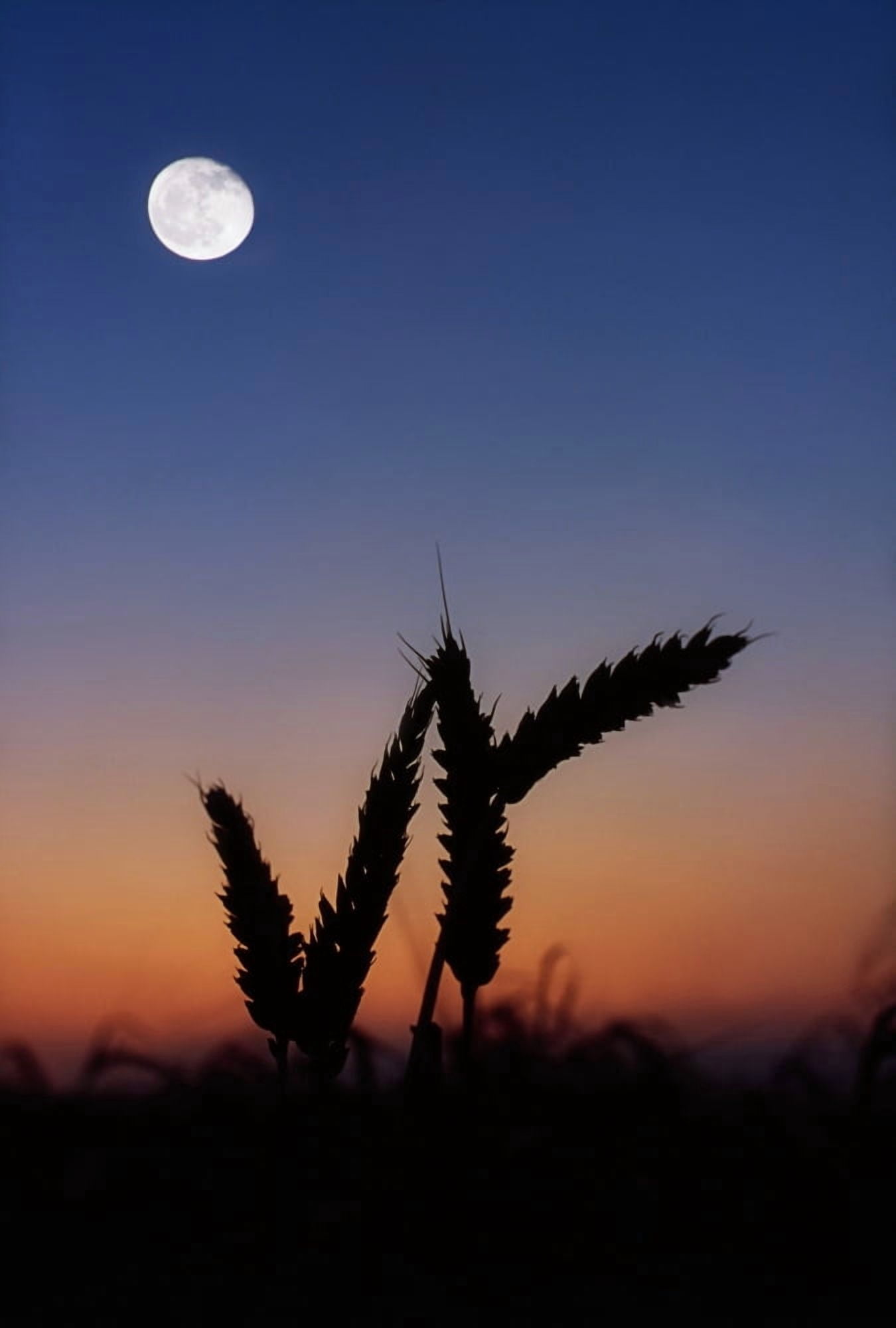 Wheat Harvest Moon Canvas Art - The Irish Image Collection Design Pics (12 x 18)