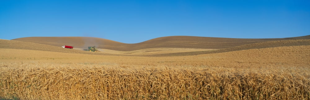 Wheat Harvest near Steptoe SE Washington Canvas Art - Panoramic Images (27 x 9)