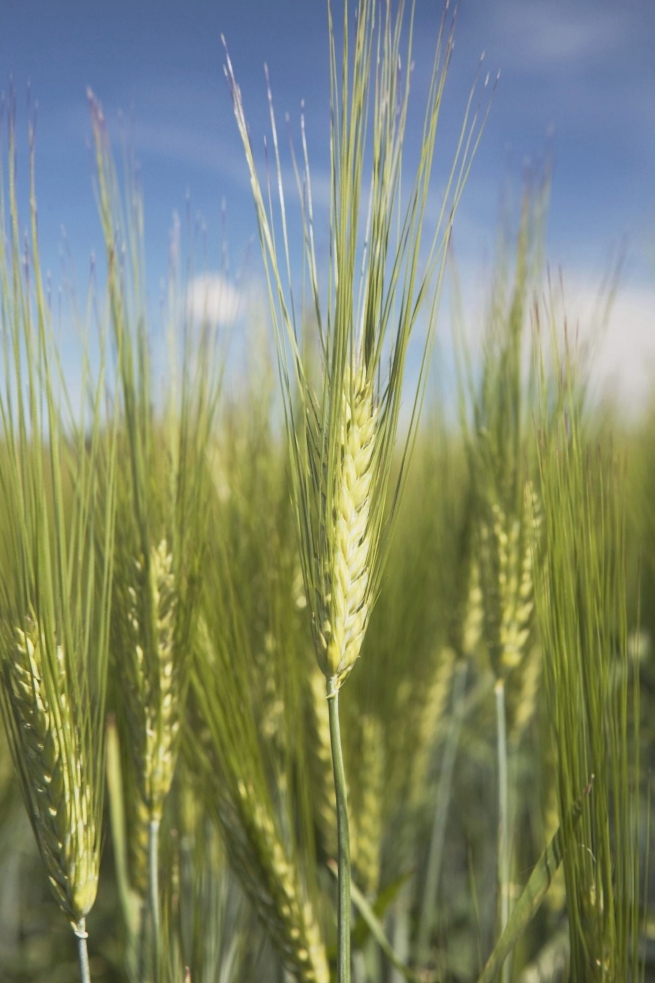 Wheat Heads Canvas Art - Michael Interisano Design Pics (24 x 38)