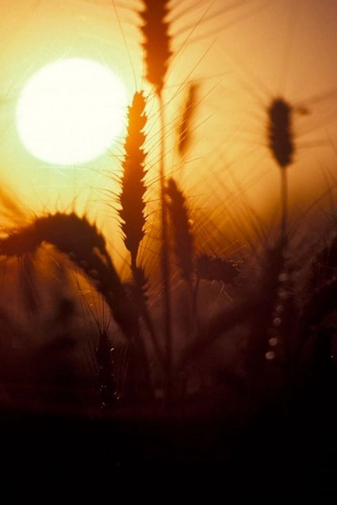 Wheat Plants at Sunset Canvas Art - Janis Miglavs DanitaDelimont (24 x 36)