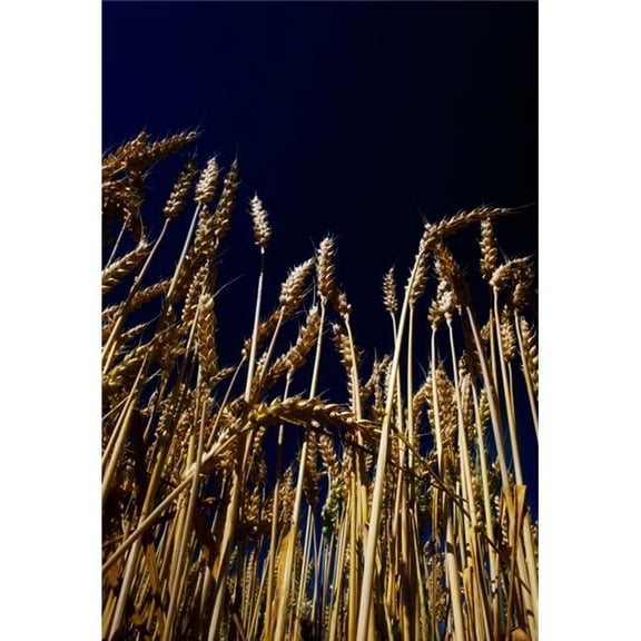Wheat Poster Print by The Irish Image Collection, 24 x 36 - Large