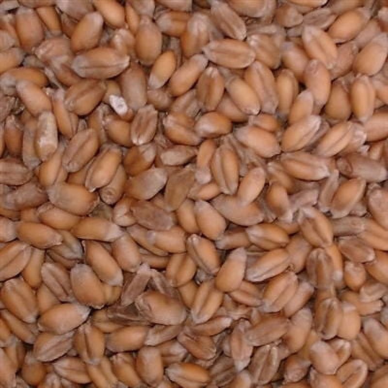 Wheat Seed 50 Lbs.