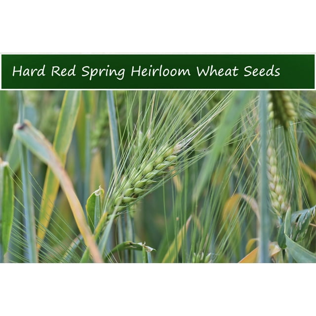 Wheat Seeds Hard Red SPRING Wheat 100 Heirloom Seeds Grow your own