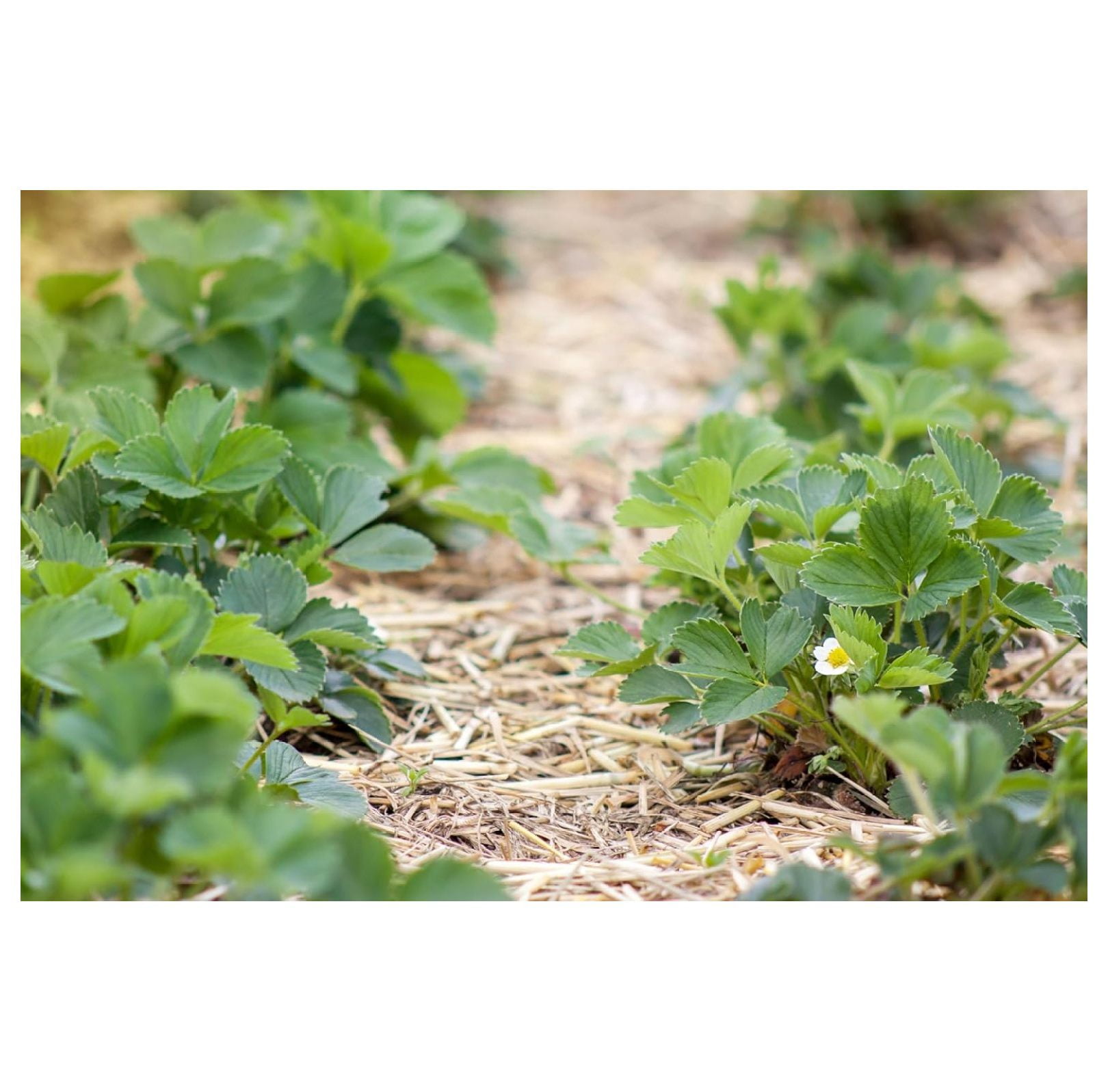 Wheat Straw Garden Mulch Great for Strawberry Patch and Vegetable