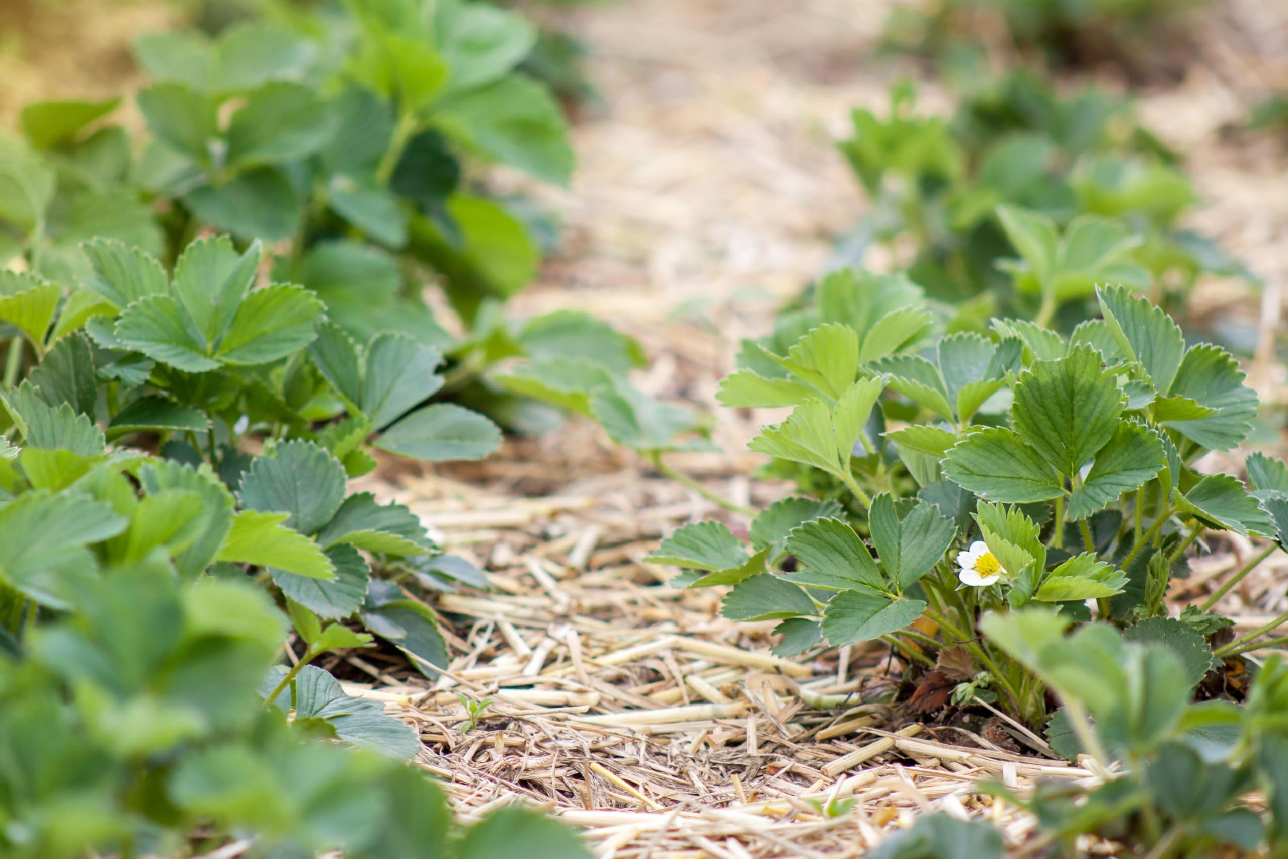 Wheat Straw Garden Mulch - Great for Strawberry Patch and Vegetable Garden Mulch - All Natural, Non-GMO (2 Pounds - 8 Sq. Ft.)