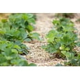 thumbnail image 1 of Wheat Straw Garden Mulch - Great for Strawberry Patch and Vegetable Garden Mulch - All Natural, Non-GMO (4 Pounds - 16 Sq. Ft.), 1 of 4