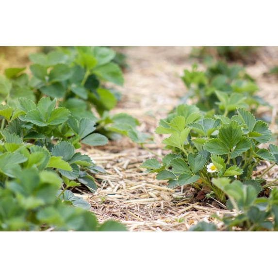 Wheat Straw Garden Mulch - Great for Strawberry Patch and Vegetable Garden Mulch - All Natural, Non-GMO (4 Pounds (20 Sq Ft))