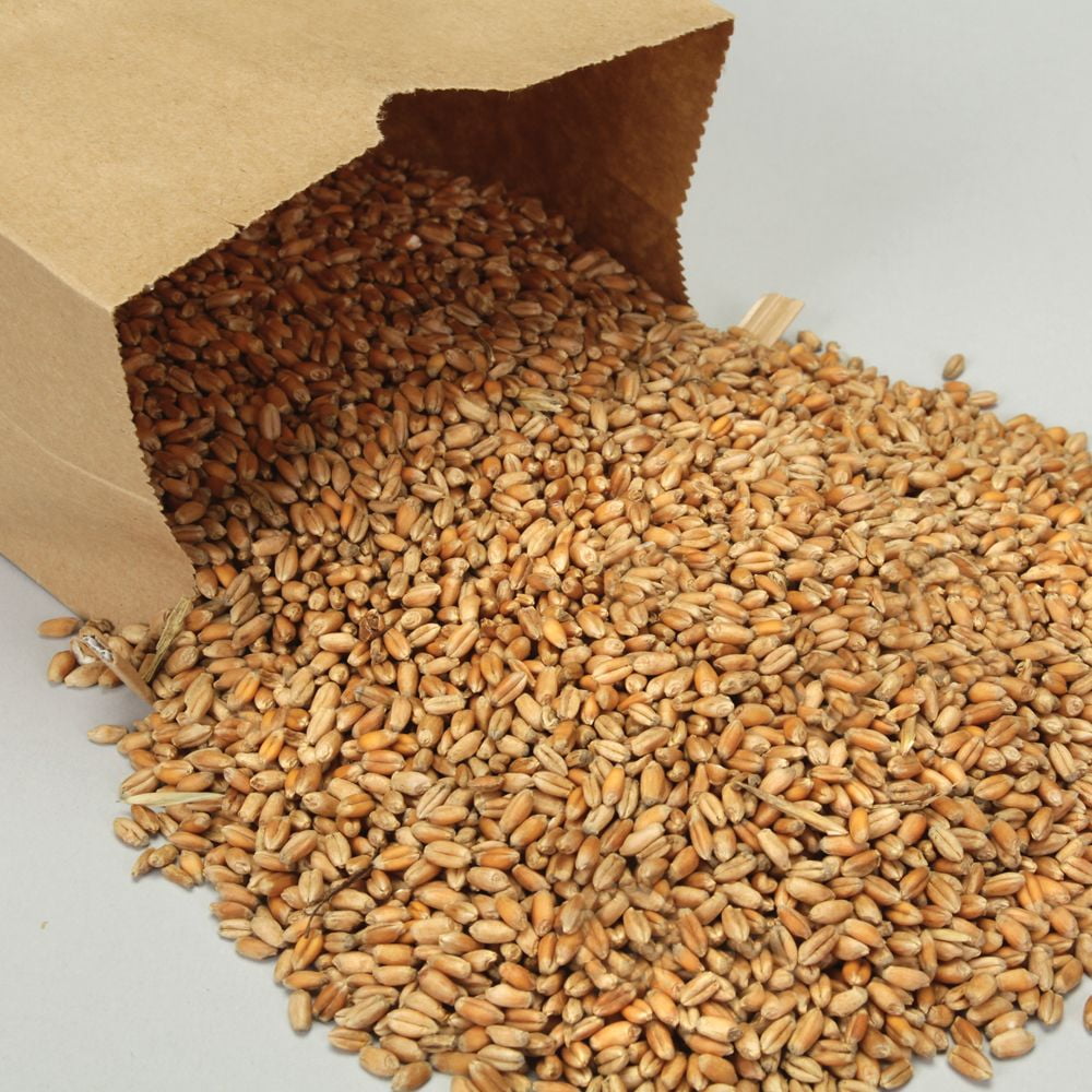 Wheat, Viable Seed, 1 Lb, Monocot Germination