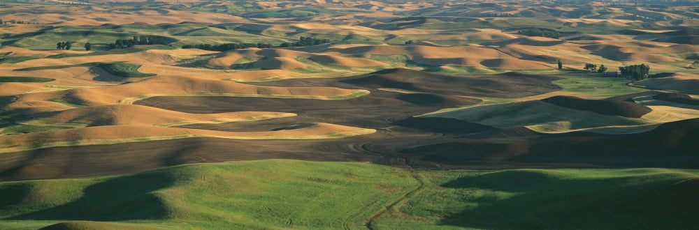 Wheat and Barley SE Washington Canvas Art - Panoramic Images (27 x 9)
