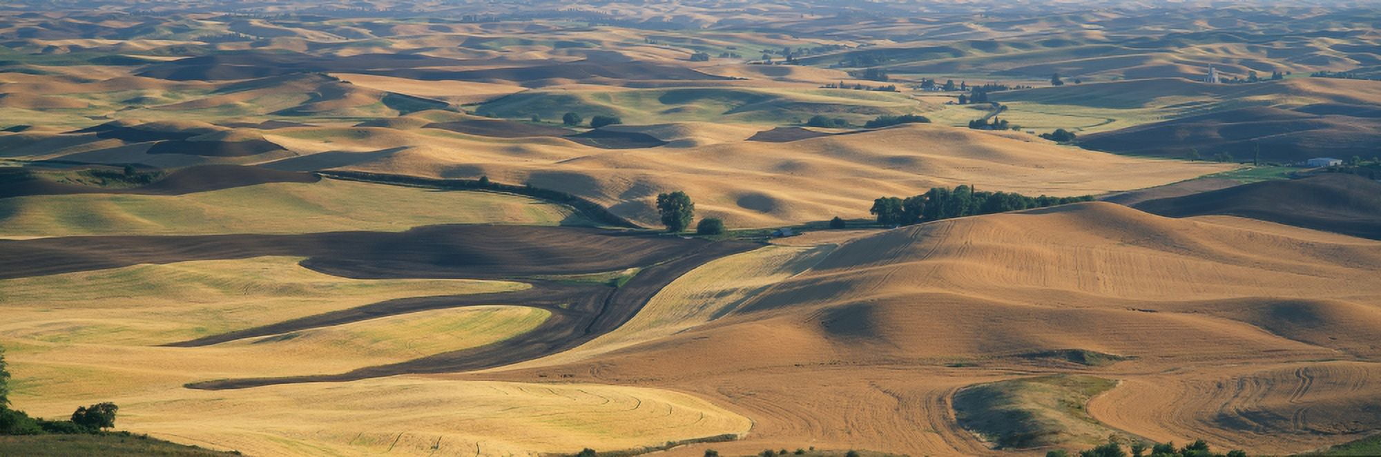 Wheat and Barley SE Washington Canvas Art - Panoramic Images (27 x 9)