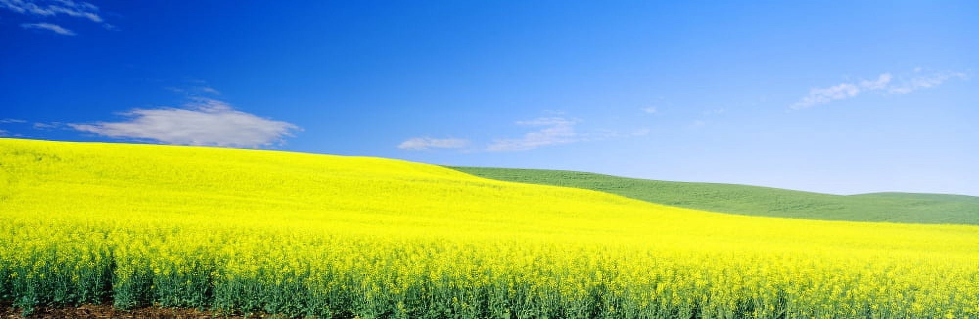 Wheat and Canola fields Washington State USA Canvas Art - Panoramic Images (27 x 9)