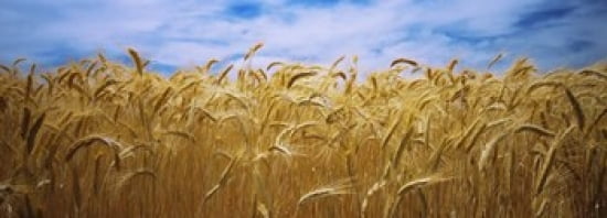 Wheat crop growing in a field Palouse Country Washington State USA Canvas Art - Panoramic Images (36 x 13)