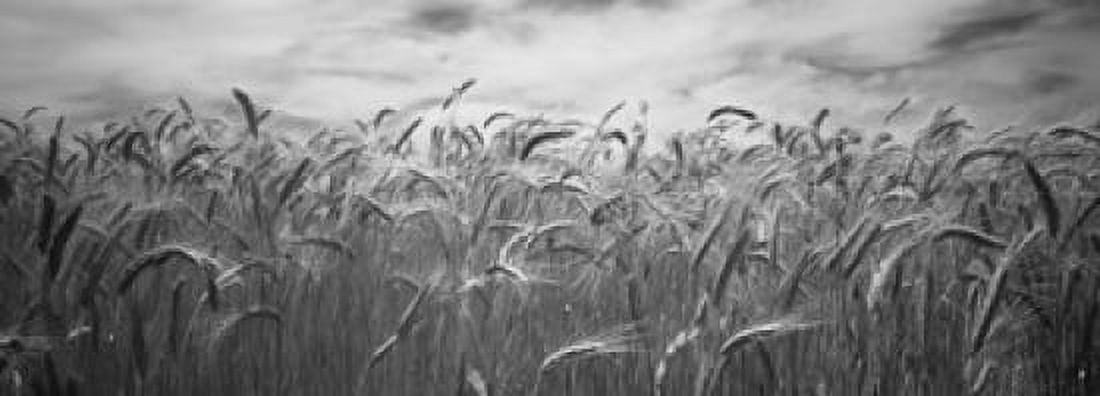 Wheat crop growing in a field Palouse Country Washington State USA Canvas Art - Panoramic Images (36 x 13)