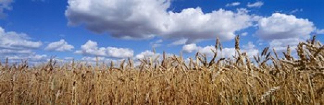 Wheat crop growing in a field near Edmonton Alberta Canada Canvas Art - Panoramic Images (18 x 6)