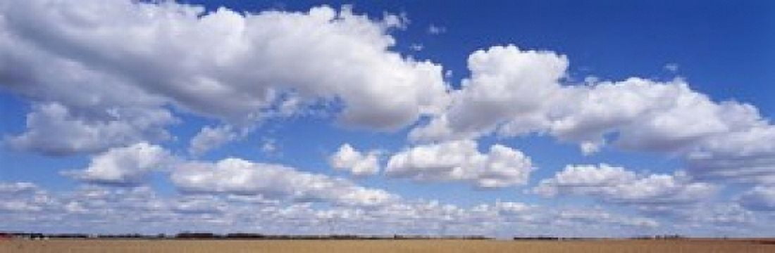 Wheat crop growing in a field near Edmonton Alberta Canada Canvas Art - Panoramic Images (18 x 6)