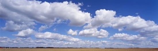 Wheat crop growing in a field near Edmonton Alberta Canada Canvas Art - Panoramic Images (36 x 12)