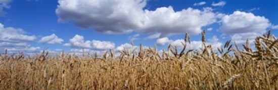 Wheat crop growing in a field near Edmonton Alberta Canada Canvas Art - Panoramic Images (36 x 12)