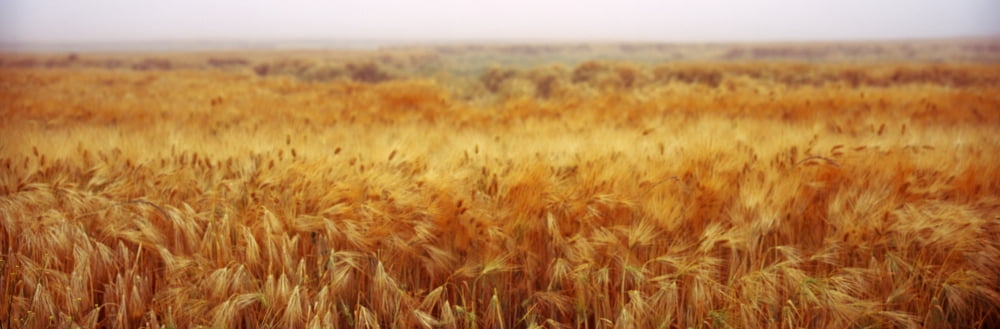 Wheat crop in a field Coupeville Whidbey Island Washington State USA Canvas Art - Panoramic Images (27 x 9)