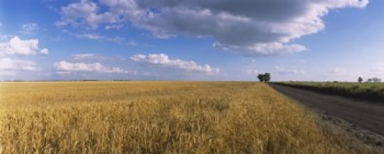 Wheat crop in a field North Dakota USA Canvas Art - Panoramic Images (30 x 12)