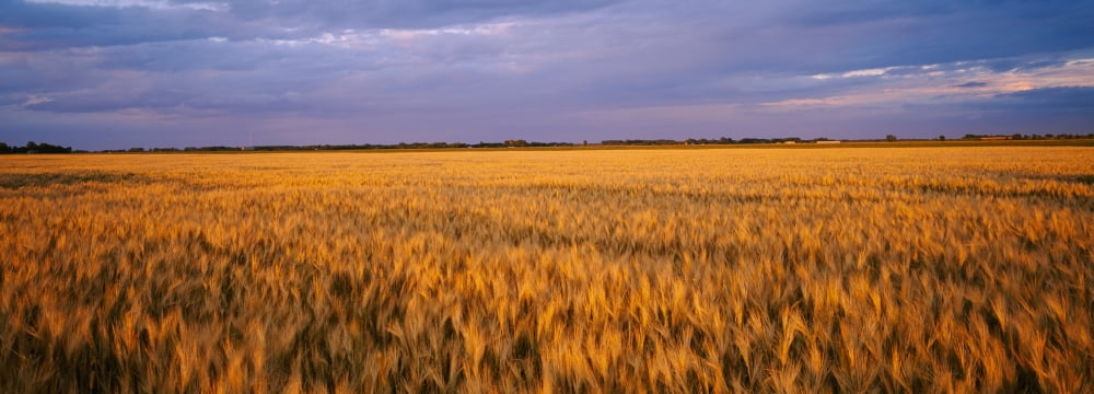 Wheat crop in a field North Dakota USA Canvas Art - Panoramic Images (36 x 12)