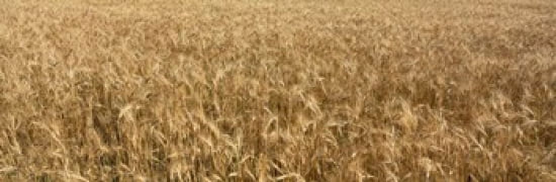 Wheat crop in a field Otter Tail County Minnesota USA Canvas Art - Panoramic Images (18 x 6)