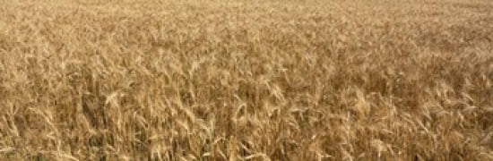 Wheat crop in a field Otter Tail County Minnesota USA Canvas Art - Panoramic Images (36 x 12)
