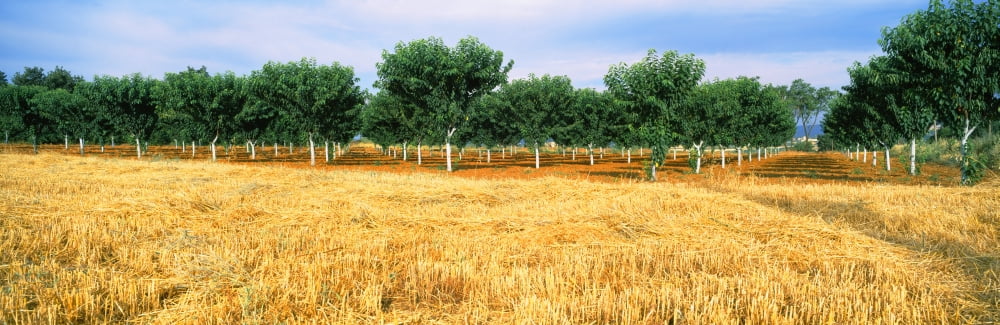 Wheat crop in a field Provence-Alpes-Cote dAzur France Canvas Art - Panoramic Images (27 x 9)