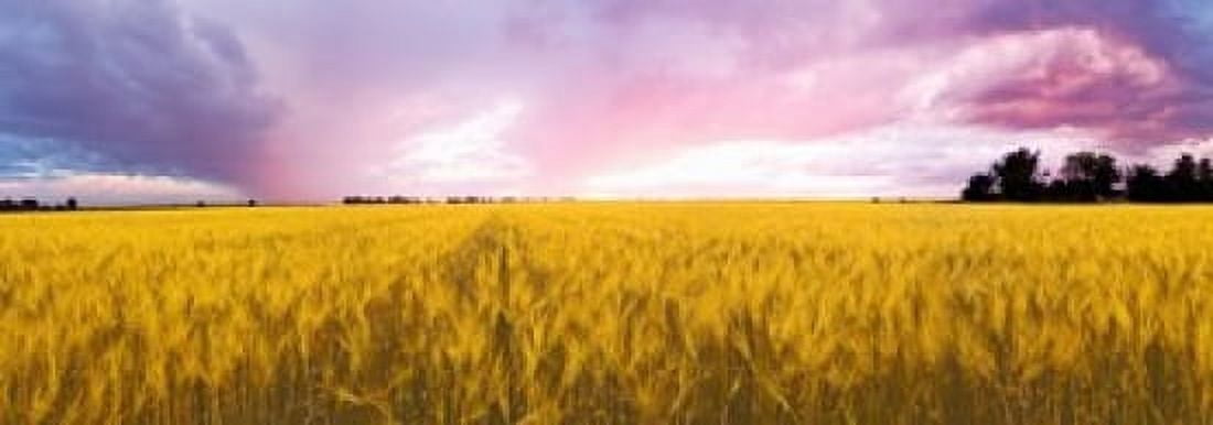 Wheat crop in a field Saint-Blaise-sur-Richelieu Quebec Canada Canvas Art - Panoramic Images (18 x 7)